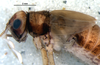 CollectionObject 1581935; ab4af301-f557-49b7-b092-88fcb4036b9f: male, head and thorax, lateral view (paratype). (CollectionObject).