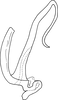 Aedeagus, lateral view on Anufrievia symmetrica Yang & Zhang, 2018: Aedeagus, lateral view. (Observation).