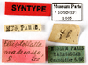 CollectionObject 1587143; MNHN(SF IMPORT DUPLICATE) MNHN-EP-EP1005, 4c012c34-3719-446a-baab-807f12c1204e: CC BY-NC-ND 4.0/MNHN - Depraetere Marion - 2014. Non type, female. Specimen number: MNHN-EP-EP1005. http://coldb.mnhn.fr/catalognumber/mnhn/ep/ep1005. (CollectionObject).