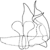 Pygofer ventral appendages, ventral view on Drabescoides nuchalis (Jacobi, 1943): (Observation).