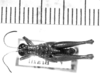 CollectionObject 1525054; 5aa5d0a6-987c-48ba-9b36-c20614ed7231: male, dorsal view (holotype). (CollectionObject).