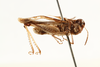 CollectionObject 1530301; 74c701b7-d2da-40c8-86bd-5fa7aa52d0f8: male, lateral view (holotype). (CollectionObject).