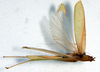 CollectionObject 1505894; 2042abfe-7bd1-4fb8-8984-2d71e8bca7d7: female, dorsal view (holotype). (CollectionObject).
