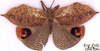 CollectionObject 1516992; f28aa7eb-ab0f-4899-9608-8d5636c0e60f: male (holotype). (CollectionObject).