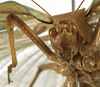 CollectionObject 1529781; 66931fa1-2cb6-499b-820f-e8f28854dfad: male face (holotype). (CollectionObject).