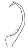 Stylus on Edwardsiana trigonometrica Logvinenko, 1966: (Observation).