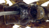 CollectionObject 1532346; 3dc0792d-5319-47a0-a8e9-f0dc5345b4d4: male, dorsal view (holotype). (CollectionObject).