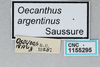 CollectionObject 2869078; 341e4dac-6660-4746-9017-3849543e7d78, CNCI 1155295: Oecanthus argentinus. (CollectionObject).