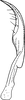 Stylus: !! display not done !! on Typhlocyba quercus (Fabricius, 1777): Stylus. (Observation).