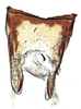 Pygofer, dorsal view on Arahura Knight, 1975: Arahura reticulata, pygofer, dorsally (BMNH). (Observation).