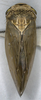 Habitus, dorsal view on Drabescoides nuchalis (Jacobi, 1943): (Observation).