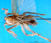 CollectionObject 1500208; 39e41965-ce85-4802-b15d-b543fd77f7c3: male, ventral view (syntype or holotype). (CollectionObject).