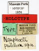 CollectionObject 1587371; MNHN(SF IMPORT DUPLICATE) MNHN-EP-EP1956, e1b10b5a-8682-4843-b5d4-5632e764332b: CC BY-NC-ND 4.0/MNHN - Depraetere Marion - 2014. Holotype, female, of pulchra Shelford, 1908. Specimen number: MNHN-EP-EP1956. http://coldb.mnhn.fr/catalognumber/mnhn/ep/ep1956. (CollectionObject).