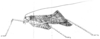 Drepanophyllum marmoratum Karsch, 1890: Fig. 3. female habitus (Karschia corrosa, length of pronotum 5 mm, tegmina 43 mm, hind femora 31 mm, ovipositor 2.5 mm). (Otu).