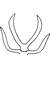 Aedeagus, ventral view on Edwardsiana quettensis (Ahmed, 1971): Aedeagus, ventral view (holotype). (Observation).