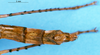 CollectionObject 1505059; 5aab3ad8-8719-4473-aabc-f80395877283: female abdomen tip, dorsal view (syntype). (CollectionObject).