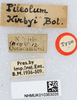 CollectionObject 1518438; d37d5e23-54c5-4b16-a6f8-54224030b649: labels (syntype). (CollectionObject).