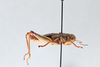 CollectionObject 2869228; 2ec62260-1a2a-43f9-9d8c-5705fcfb0f20, CNCI 1013470: Asemoplus montanus. (CollectionObject).
