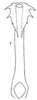 Aedeagus, ventral view: !! display not done !! on Scaphoidula Osborn, 1923: aedeagus, dorsally. (Observation).