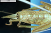 CollectionObject 1536544; fa96905d-32f4-4c93-9606-c6cd18cca76e: female, ventral view (paratype). (CollectionObject).