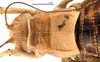CollectionObject 1578328; a8edc683-f37b-407d-908a-f65e7ce8b7d0: female head and pronotum, dorsal view (allotype of Deracanthina mistshenkoi Bazyluk, 1972). (CollectionObject).