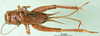CollectionObject 1501954; be009a29-e8a4-4615-961f-1db9b2691116, MfN 1009: female, dorsal view (holotype). (CollectionObject).