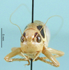 CollectionObject 1502706; 1ddbe4a2-c5d0-434b-be0d-67cc0ff91260: female, frontal view (paratype). (CollectionObject).