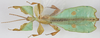 Pulchriphyllium abdulfatahi (Seow-Choen, 2017): copyright Royce Cumming. male, not type, from Cameron Highlands, Tapah Hill (coll RC). (Otu).