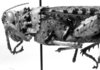 CollectionObject 1535833; d966f0fb-26c9-4fea-a1bb-f0af8f54c14c: Image Carbonell, C.S. male head and pronotum, lateral view (lectotype). (CollectionObject).