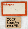 CollectionObject 1538211; 8af148a4-76e0-464e-bce5-7e167ba83d59: labels (holotype of Oedipoda perurbana Steinmann, 1965). (CollectionObject).