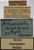 Other on Athysanella (Amphipyga) ectopa Blocker, 1990: Labels. (Observation).