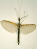 CollectionObject 1560021; 1fb4f7b8-8dbd-4792-ac65-31abef0f34b2: copyright RMNH, Leiden. female of Necroscia haanii (paralectotype). (CollectionObject).