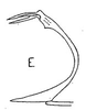 Aedeagus, lateral view on Bahita palliditarsis (Stål, 1862): Aedeagus, lateral view. (Observation).