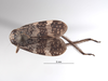 Habitus, dorsal view on Docalidia danieli Nielson, 1996: (Observation).