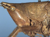 female head and pronotum, lateral view (holotype). Depicts CollectionObject 1516854; 28ee2079-cde3-45f1-ad6f-72fcae72b39e, a CollectionObject.