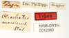 CollectionObject 1529889; 51470ec7-01b6-4b85-a928-a8352b94dc67: female, labels (holotype). (CollectionObject).;CollectionObject 1529890; 6f14e6dd-fe3e-46f7-99ca-3e30fa6cab0e: female, labels (holotype). (CollectionObject).