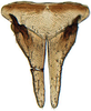 Subgenital plate: !! display not done !! on Attenuipyga (Dorycara) Emeljanov, 1966: Attenuipyga platyrhyncha, subgenital plates and valve, ventrally (INHS). (Observation).