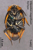 CollectionObject 1573329; MVMA T 4452, 7504d3f2-c182-48bf-afb3-5ad954d585b2: Copyright Museum Victoria / CC BY. Syntype, female, ventral. (CollectionObject).