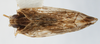 Habitus, dorsal view on Cubana cypassis Fennah, 1971: (Observation).