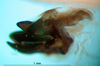 CollectionObject 1501033; 0119a9a7-1f51-4c87-ab04-6029f6a6eb6e: phallus, lateral view (lectotype). (CollectionObject).