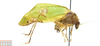 CollectionObject 1581944; 0ed42798-6d02-4e79-b60a-e938bd71ff48: male, lateral view. (CollectionObject).