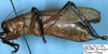 CollectionObject 1531725; 4d532508-6013-4942-9124-b6a5acf5d15c: male (holotype). (CollectionObject).