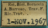 CollectionObject 1542989; d09348bc-01dc-4a55-afa7-00afff04abc7: label (holotype of Hammatofera brasiliensis). (CollectionObject).