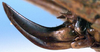 CollectionObject 1599195; b65a5021-04ac-4b59-9bbf-98639aed51ad: female ovipositor (paralectotype). (CollectionObject).