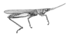 Machaeropoles rostratus rostratus Rehn, 1909: Fig. 34 (after type). male habitus. (Otu).