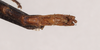 CollectionObject 1560624; 23d9c245-7722-4fab-8cdd-4135ed35bea9: copyright Natural History Museum, London. male: end of abdomen, ventral view (syntype). (CollectionObject).;CollectionObject 1560625; 00609d64-931d-423a-968c-a8c5c1039d7a: copyright Natural History Museum, London. male: end of abdomen, ventral view (syntype). (CollectionObject).