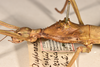 copyright OUMNH. female: head & thorax, lateral view of synonym Diapherodes (Cranidium) serricollis (holotype). Depicts CollectionObject 1558168; 9b29c815-c378-46e4-9318-b7c2e4ddb2f5, a CollectionObject.