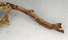 CollectionObject 1559457; NMW 558, 93c666d5-14d5-48af-8514-811677fe6fcb: copyright NMW, Vienna. female juv. of synonym Prisomera histrio: end of abdomen, lateral view (holotype). (CollectionObject).