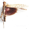 Anacridium wernerellum (Karny, 1907): dorsal view. (Otu).