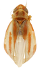 Habitus, dorsal view on Erythridula varia (McAtee, 1920): Habitus (holotype, USNM collection). (Observation).